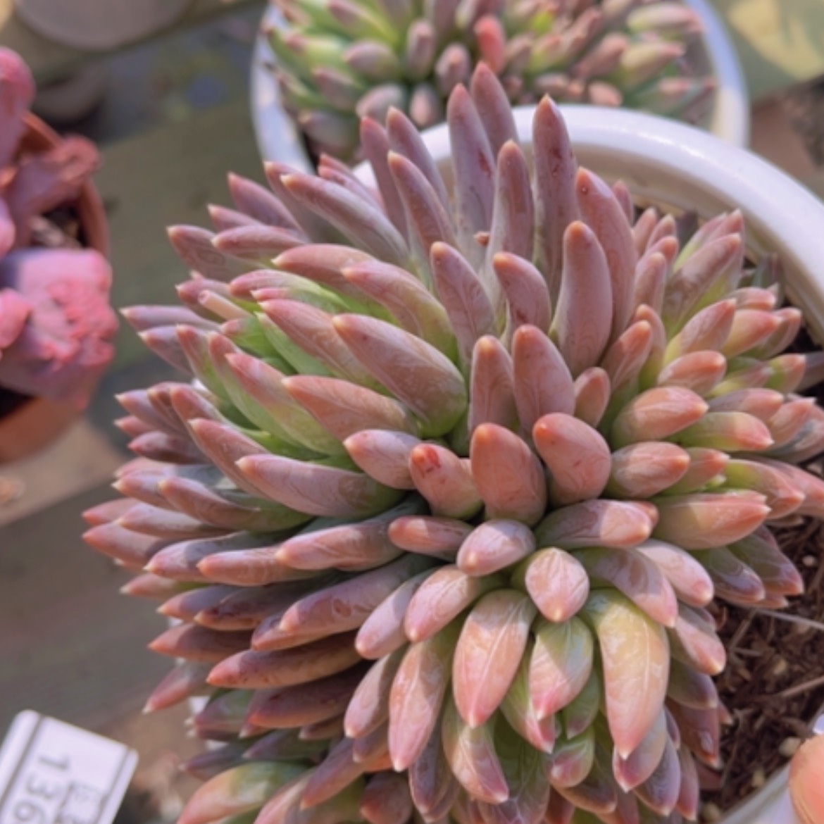 【闪购商品】炫彩星1368