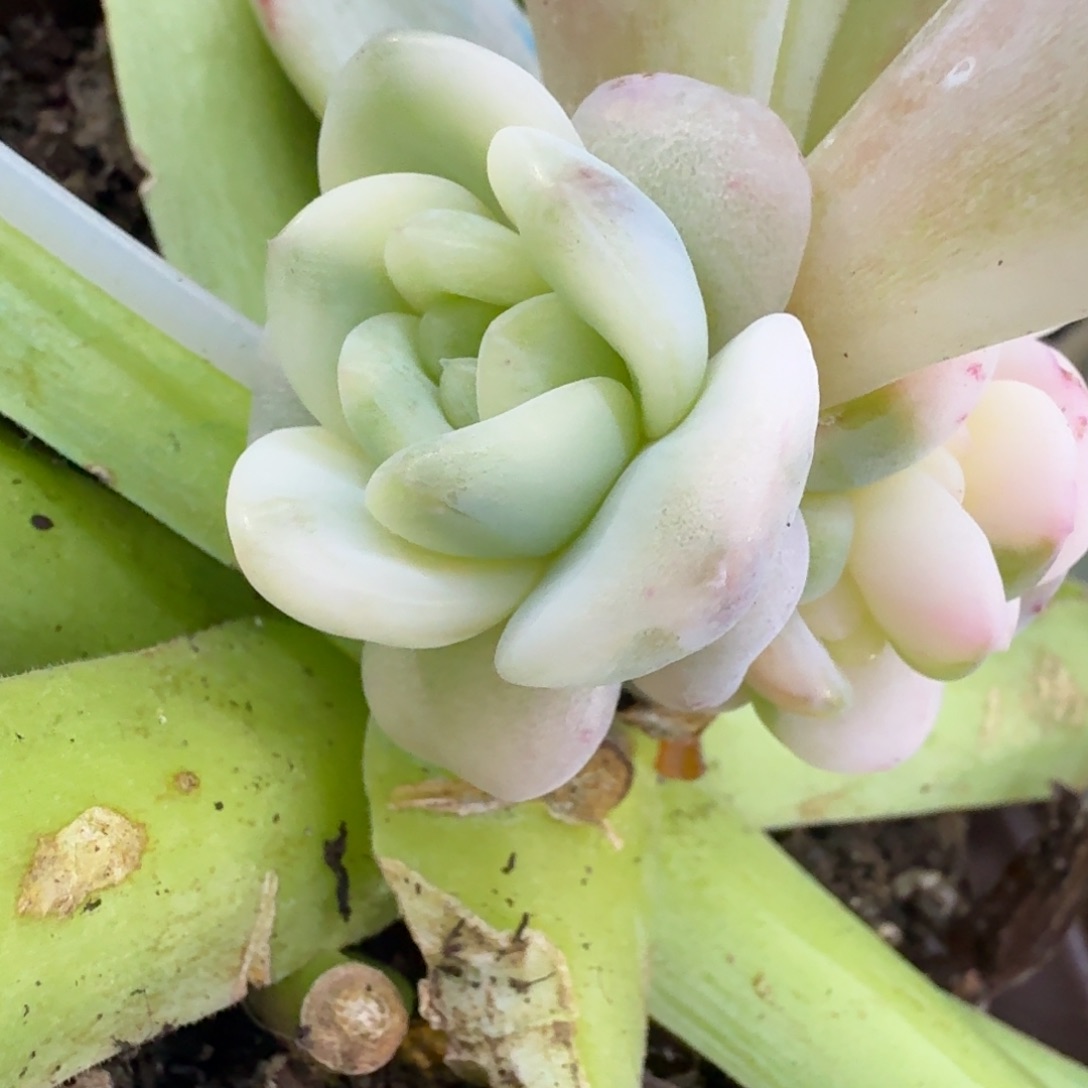 星颖锦腹轮锦多肉锦