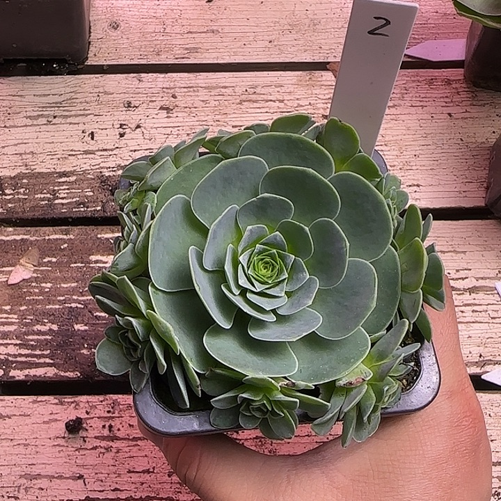 乄***㥐山地玫瑰一物一拍，带盆发2号