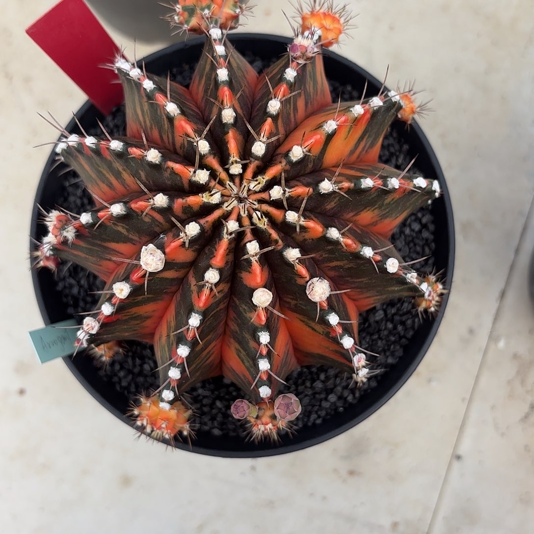 用***7160-1109泰国发货多肉