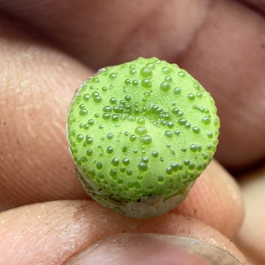 343火龙果安贞一颗密泡点