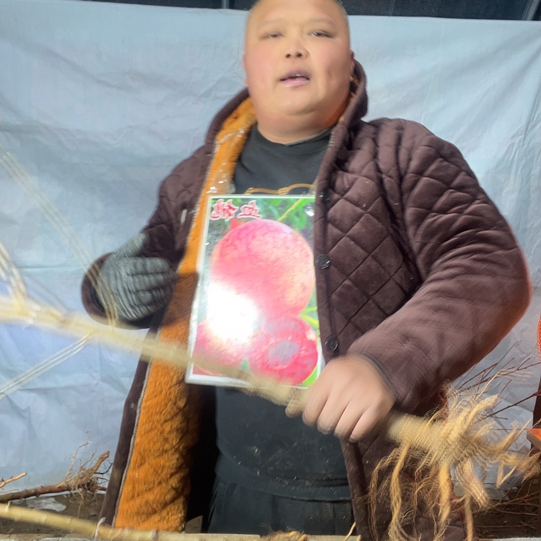 完全开放三棵大桃树苗