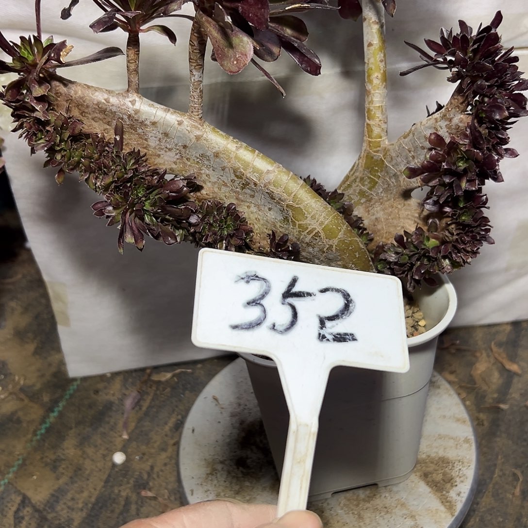 丢***丢多肉植物黑法师缀花352