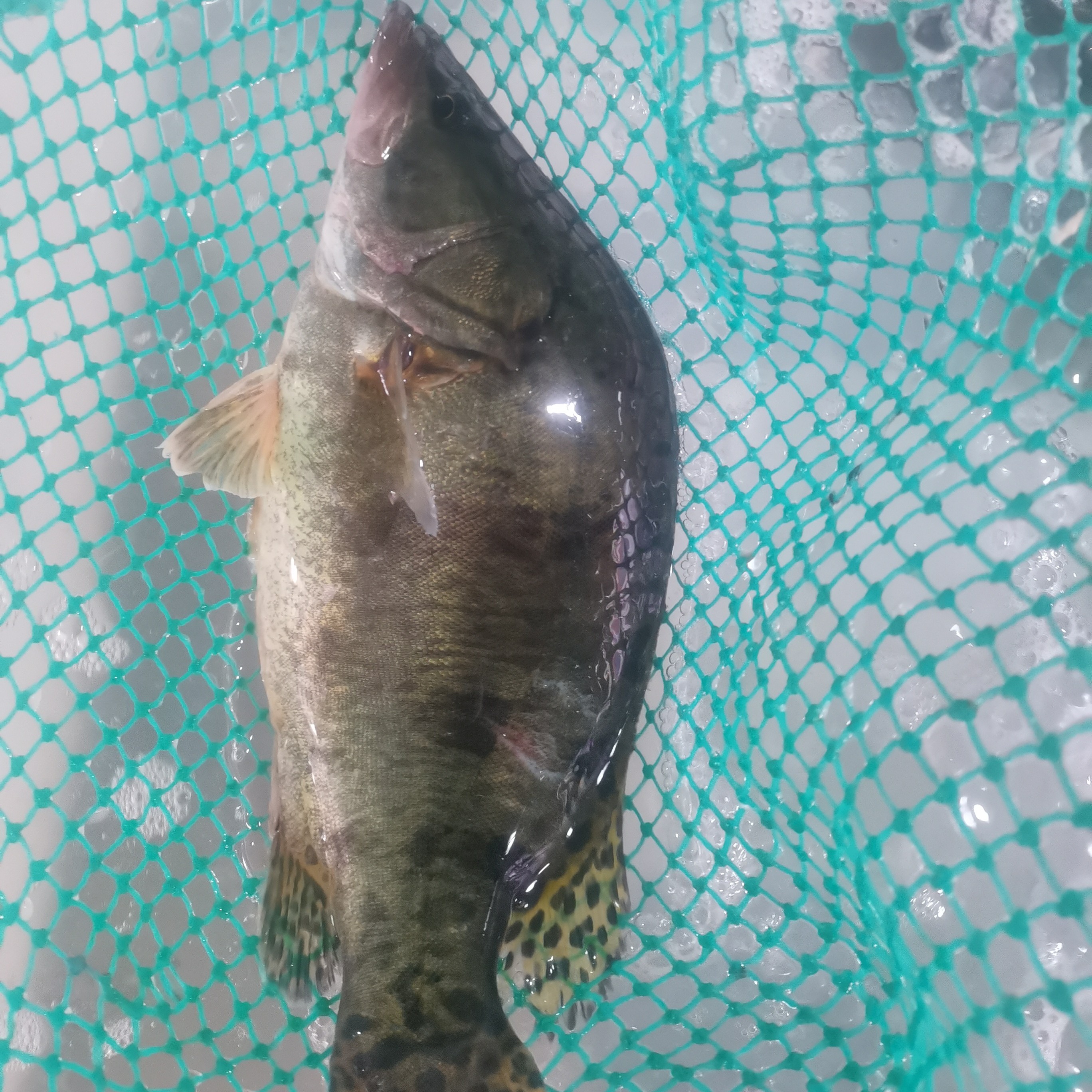 新鲜鲫花鱼鳜鱼 700 克-750 克