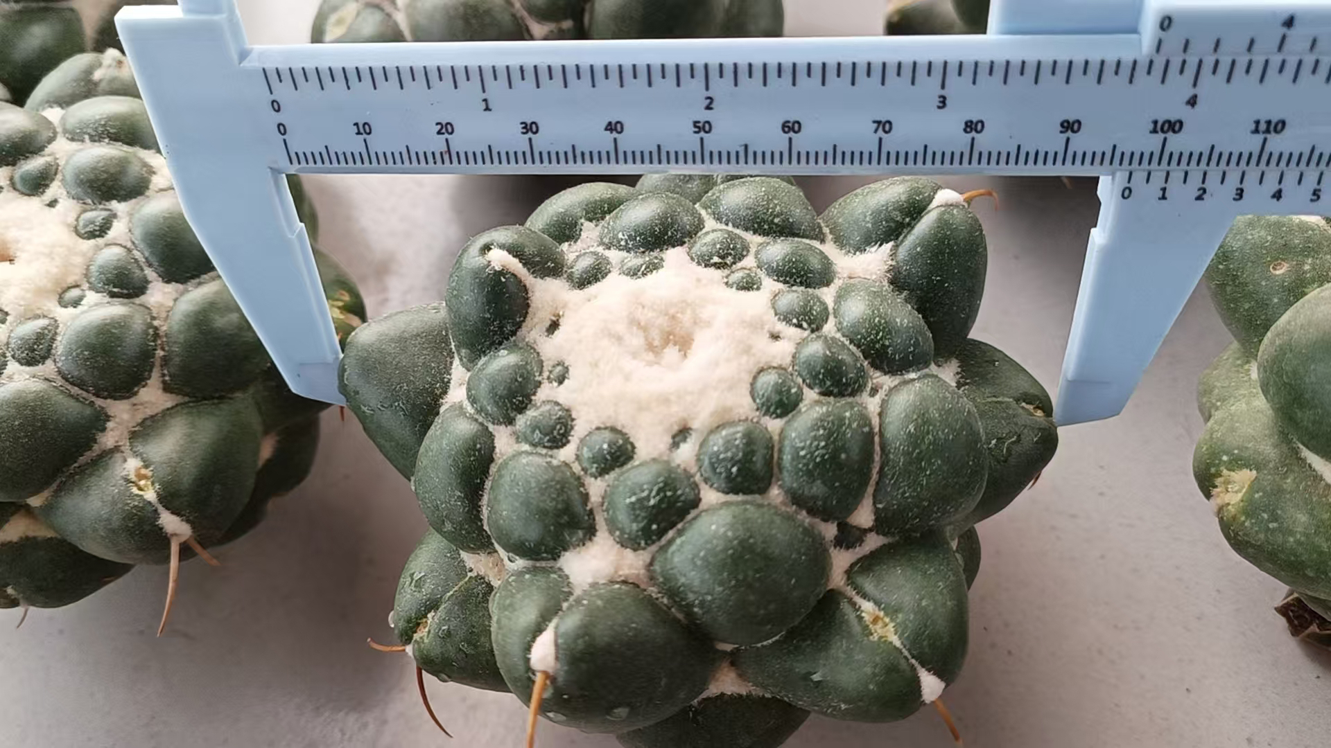 仙人球嫁接落地球无刺象牙