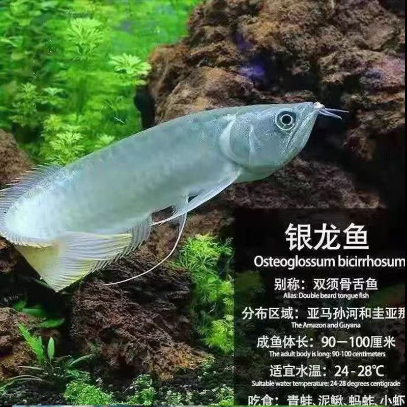 活体银龙鱼热带观赏鱼淡水中大型鱼苗