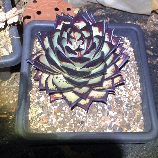 乌木乌木多肉植物