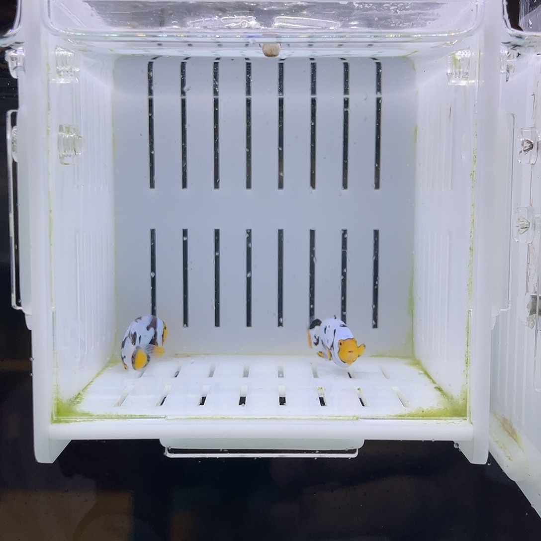 海水鱼满天星小丑鱼