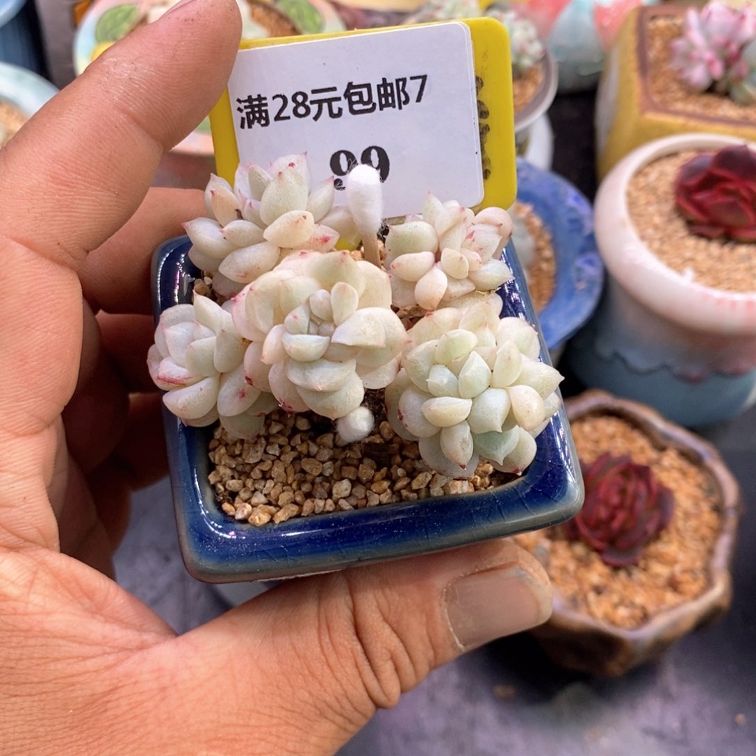 多****）799粉钻石化多肉植物