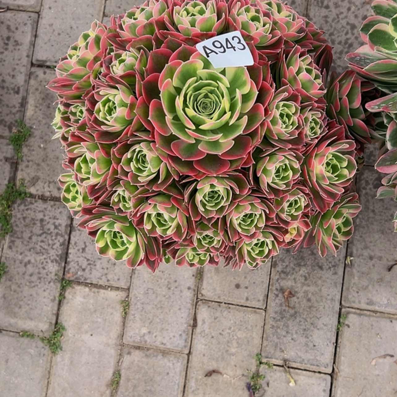 【闪购商品】多肉植物943白凤 