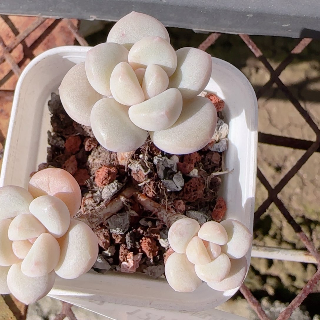 花语多肉1204-247