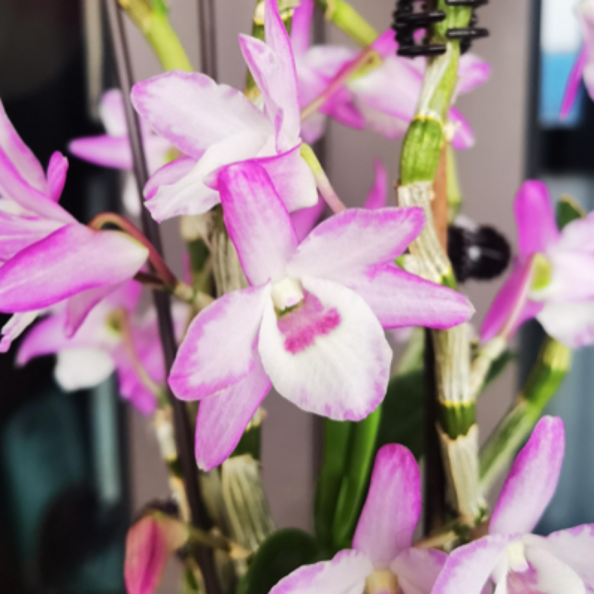 春石斛《火烈鸟》（多芽）阳台室内盆栽石斛兰兰花