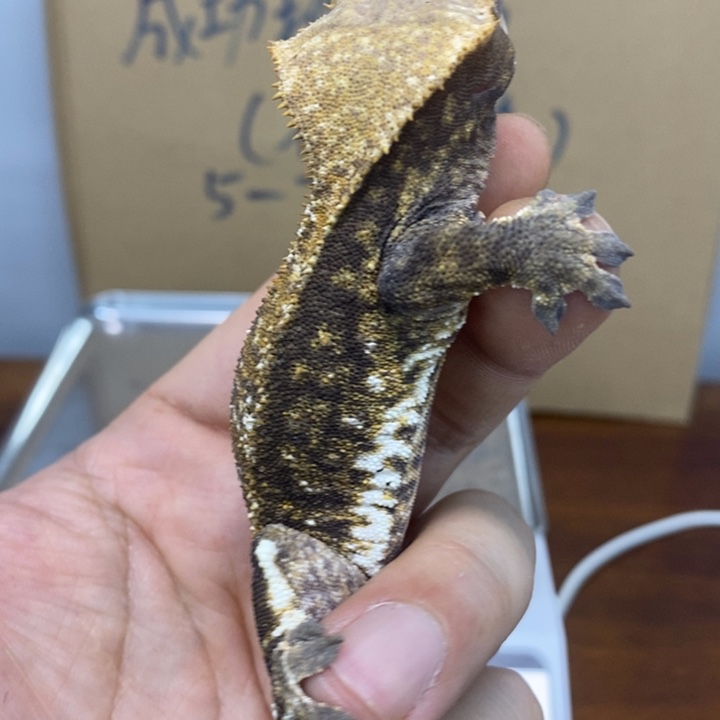 睫角守宫12.1三十
