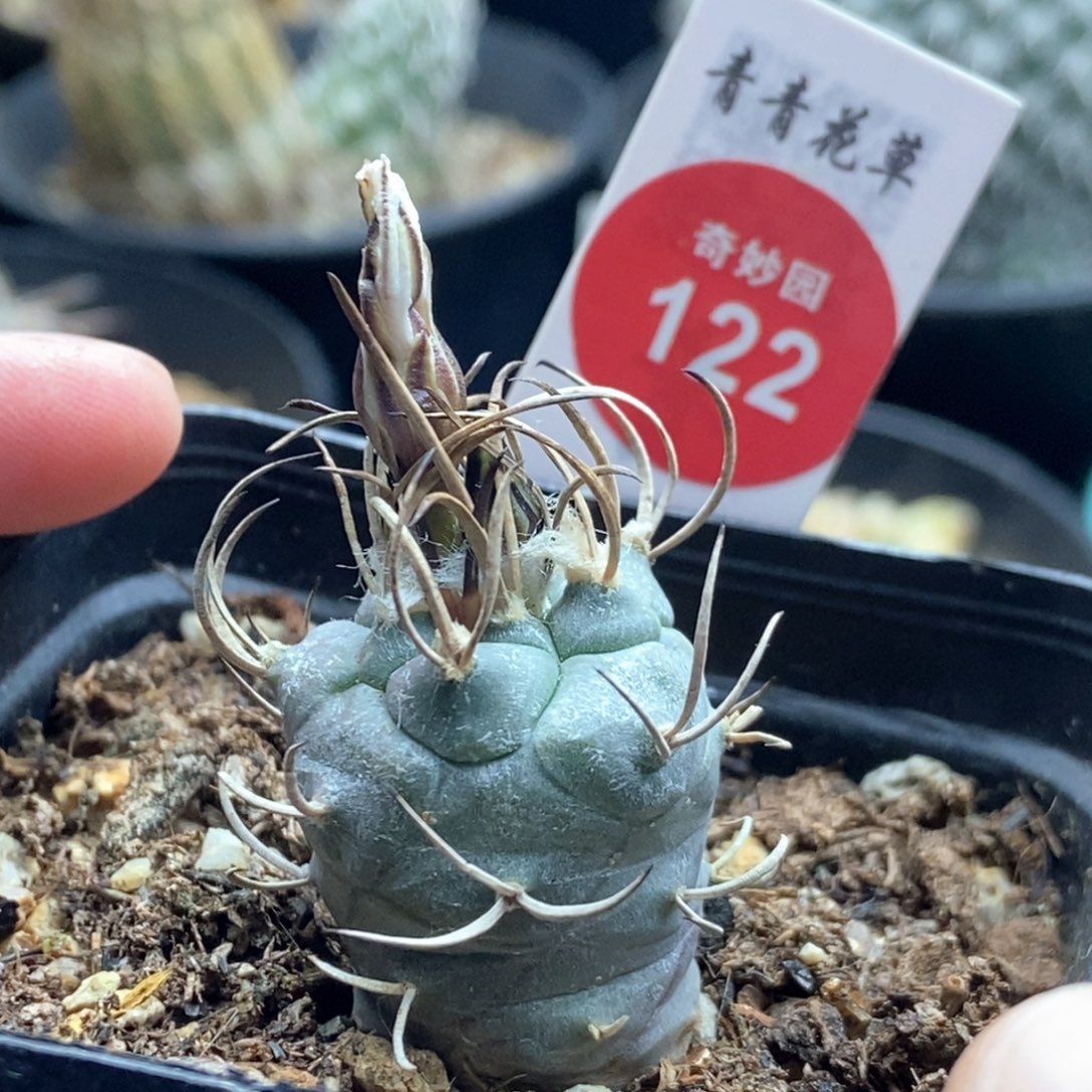 狂刺娇丽2.3cm一棵仙人球