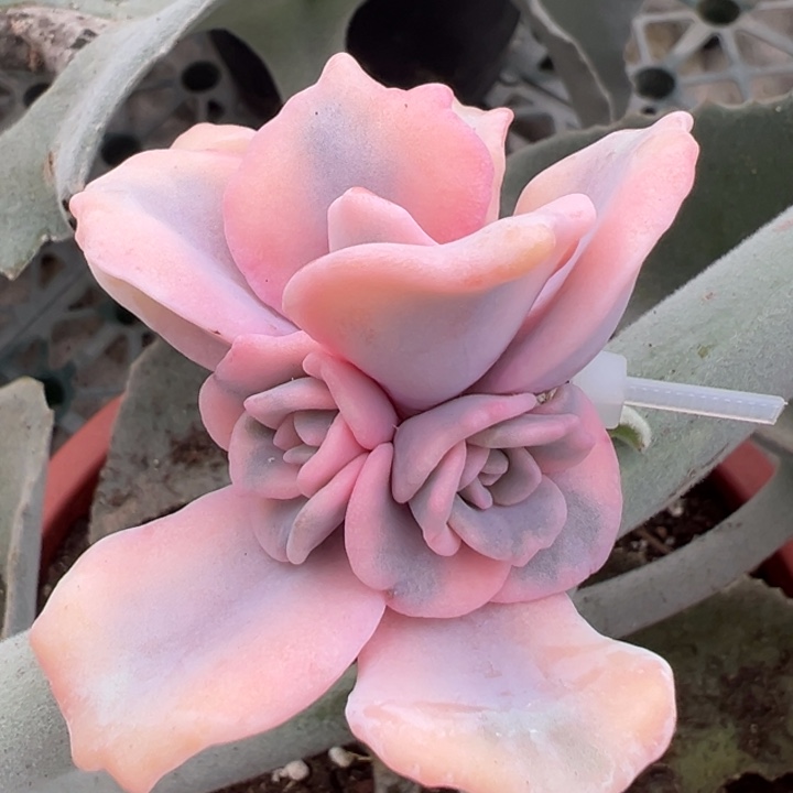 饺子皮锦侧芽一物一拍