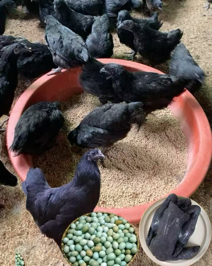 1斤/1只五黑鸡整鸡公鸡6斤母鸡4斤味道鲜美肉质细嫩