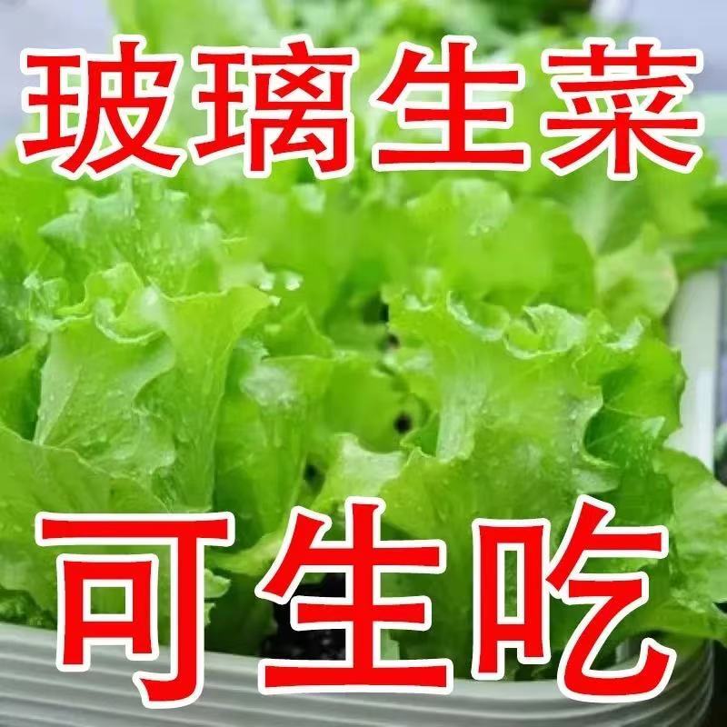 【全店任意满5包包邮】脆甜九龙玻璃生菜种子蔬菜