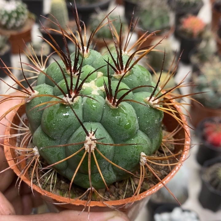 实生新天地特价福利2