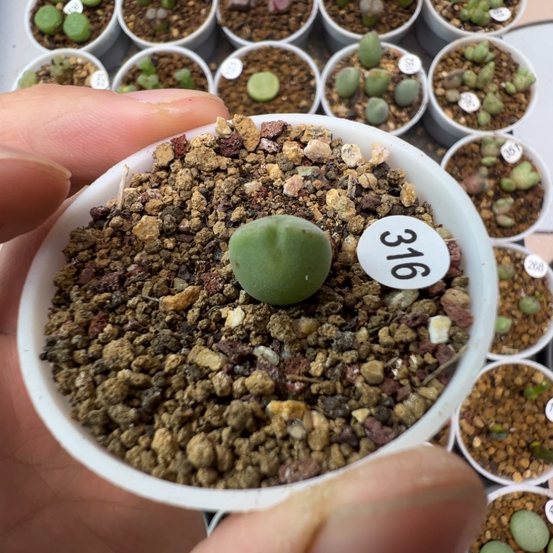 空蝉一颗脱土31600000