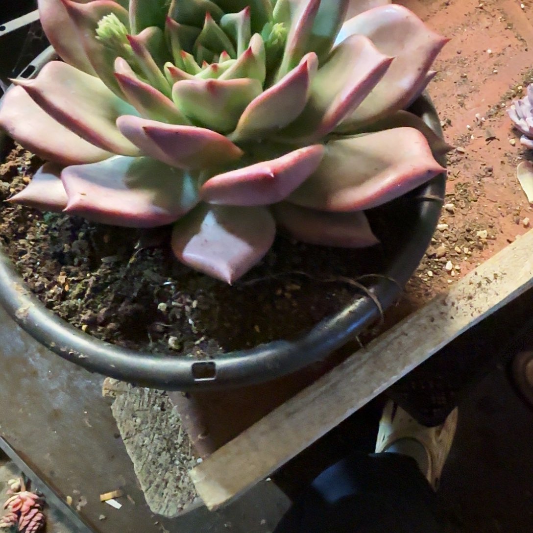 多肉植物859号一颗