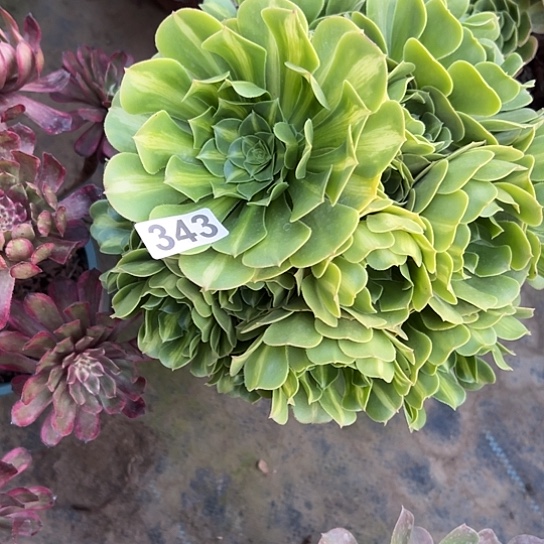 星***~多肉植物一个琉璃