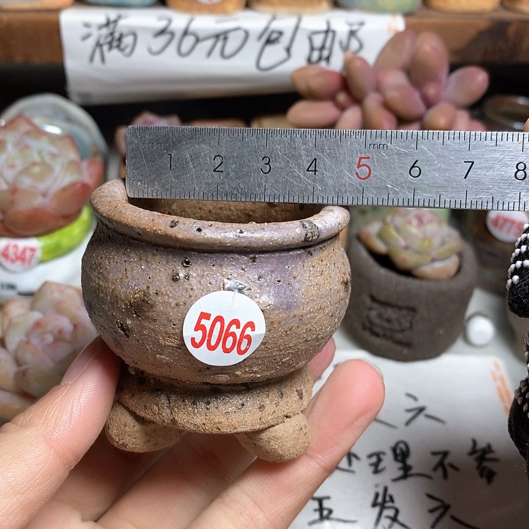 红陶拍5送一个小