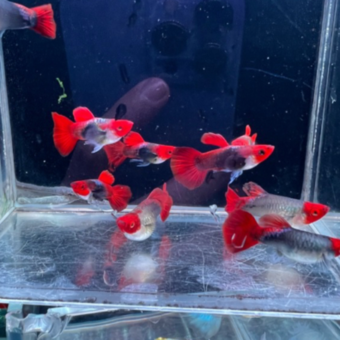 精品深海贵族短体孔雀鱼小型淡水鱼