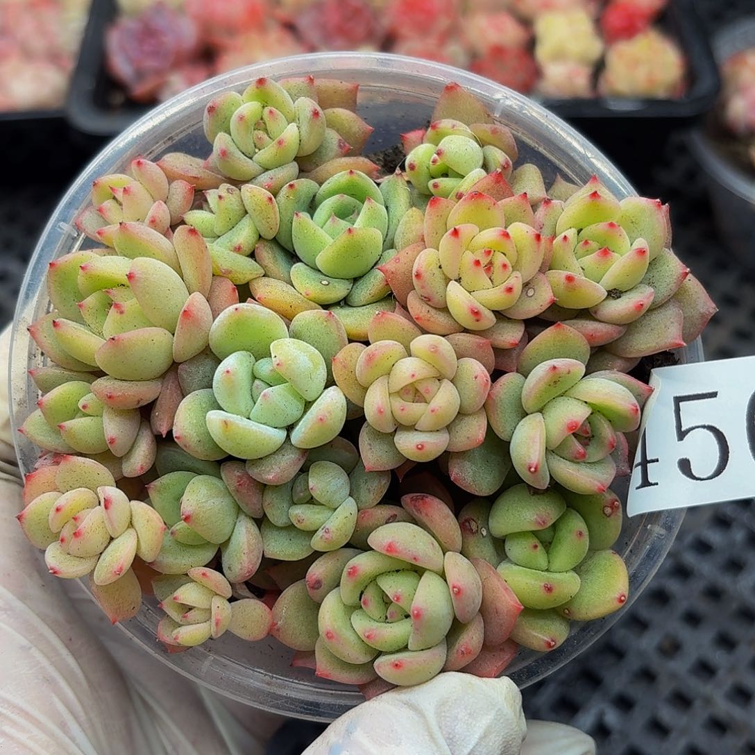 多肉植物多肉植物456