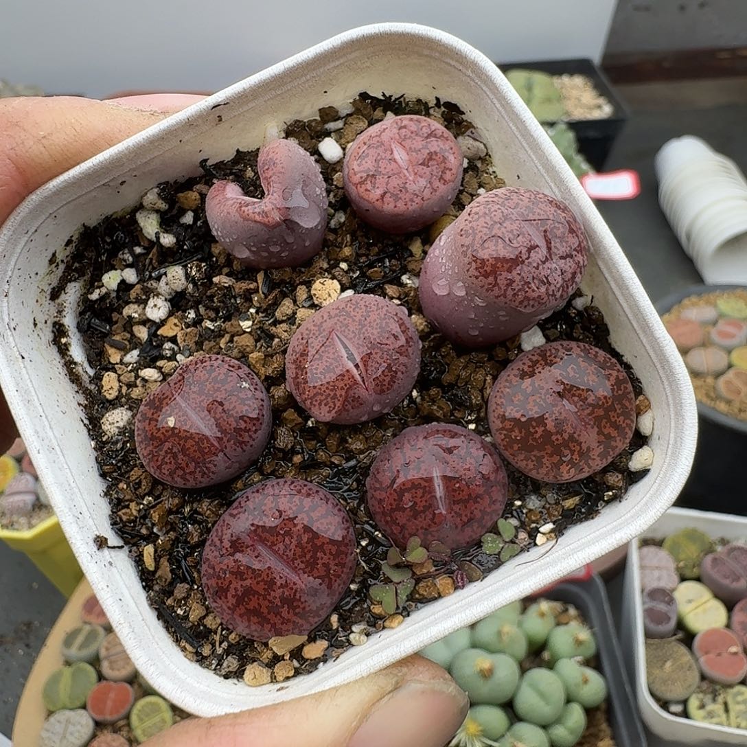 776567755多肉酒红