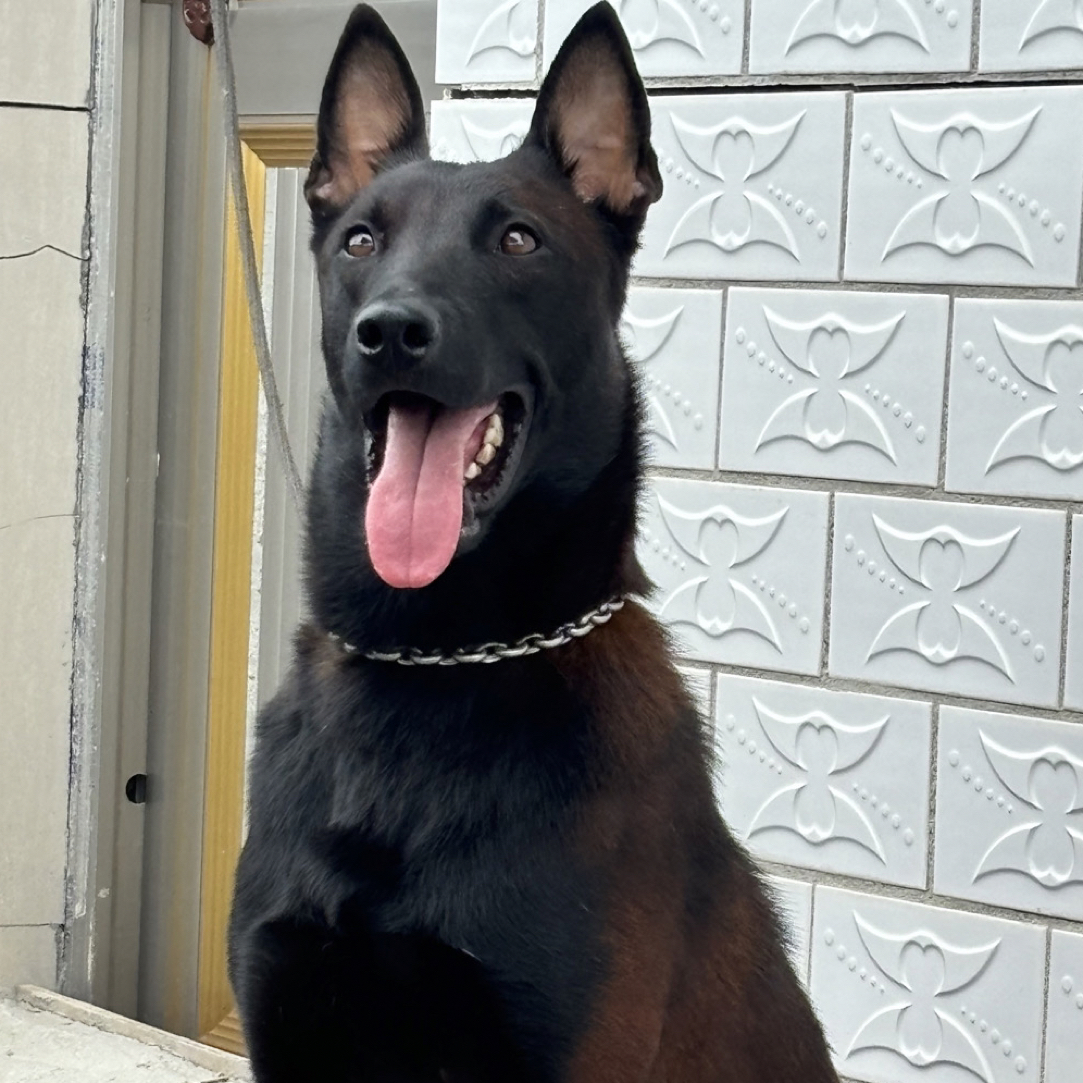 马犬活体狗狗宠物护卫犬陪伴犬