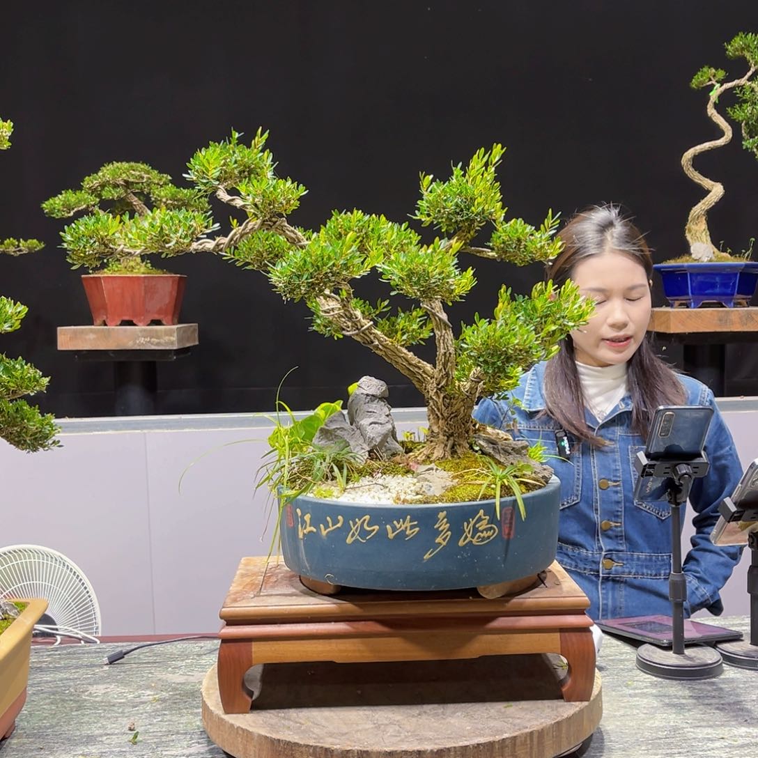 四季常青老桩黄杨盆景