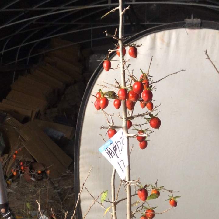 用***6无花朵老鸭是一　老鸭