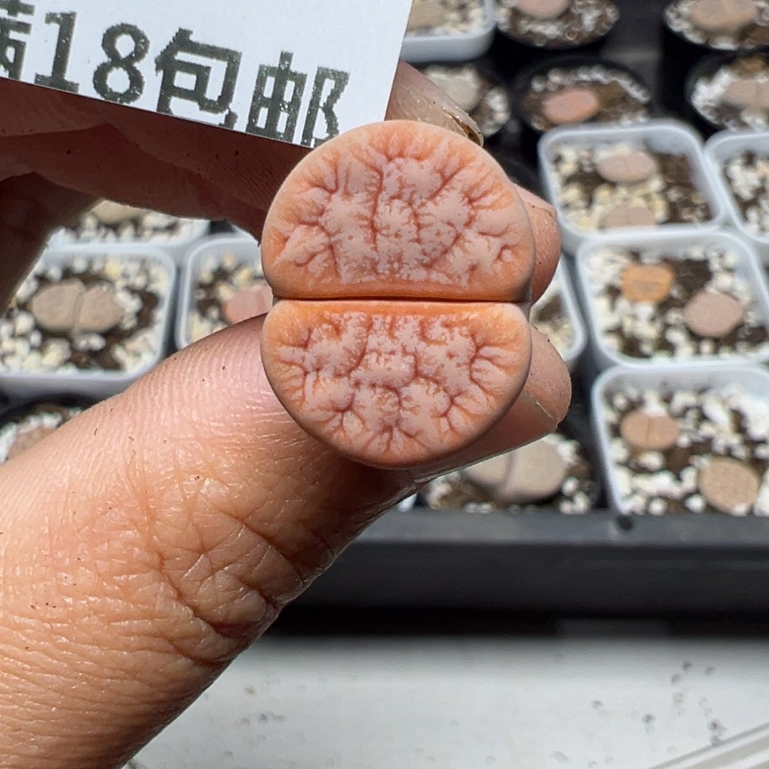 【闪购商品】403……