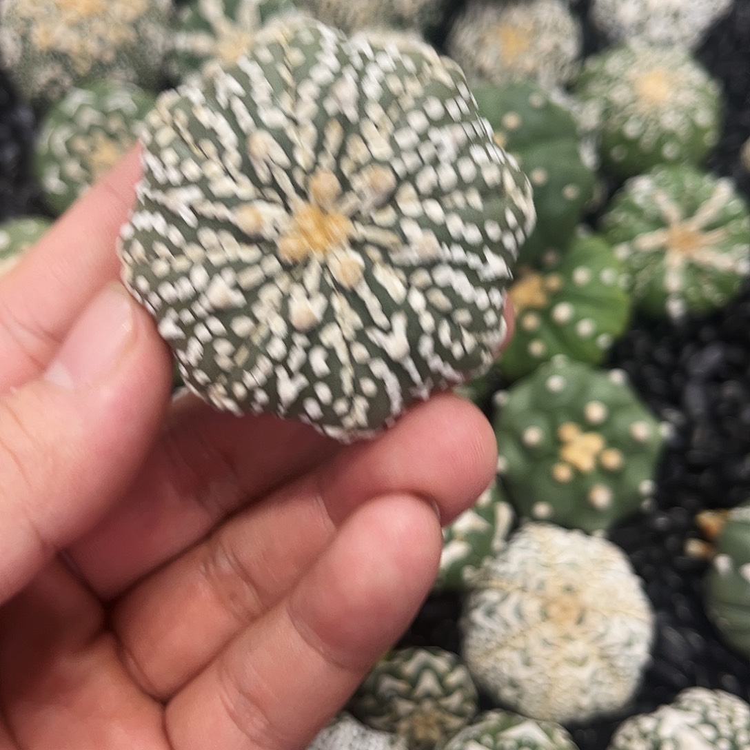 哈哈哈哈哈哈哈v兜兜兜