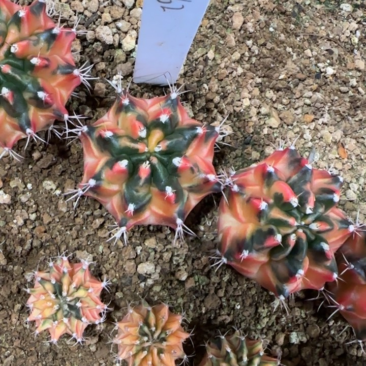 162-0118泰国发货milo多肉