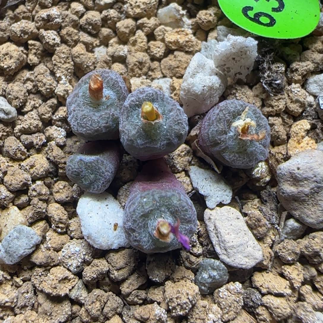 大型猕猴桃群多肉植物635