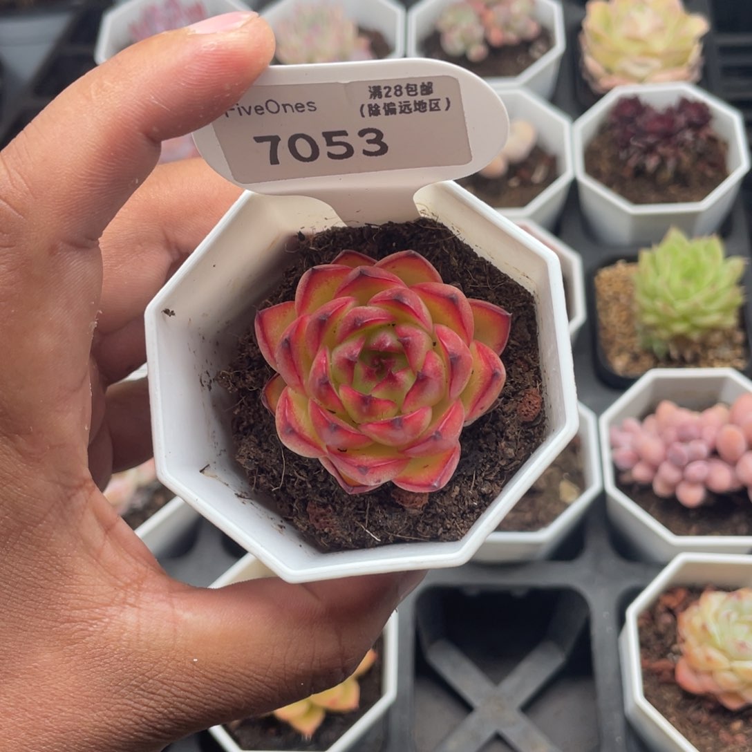 7053月亮石4.5厘米