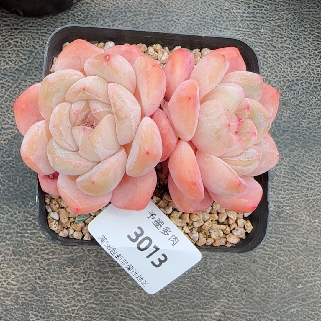 厚梦无砍，3013多肉植物