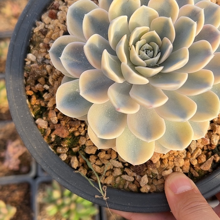 汉堡大单头锦多肉多肉