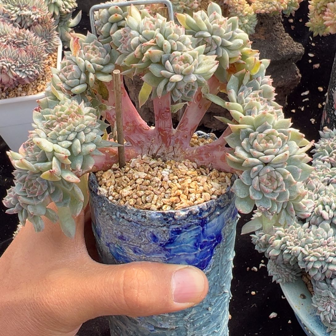  新年快乐新年快乐