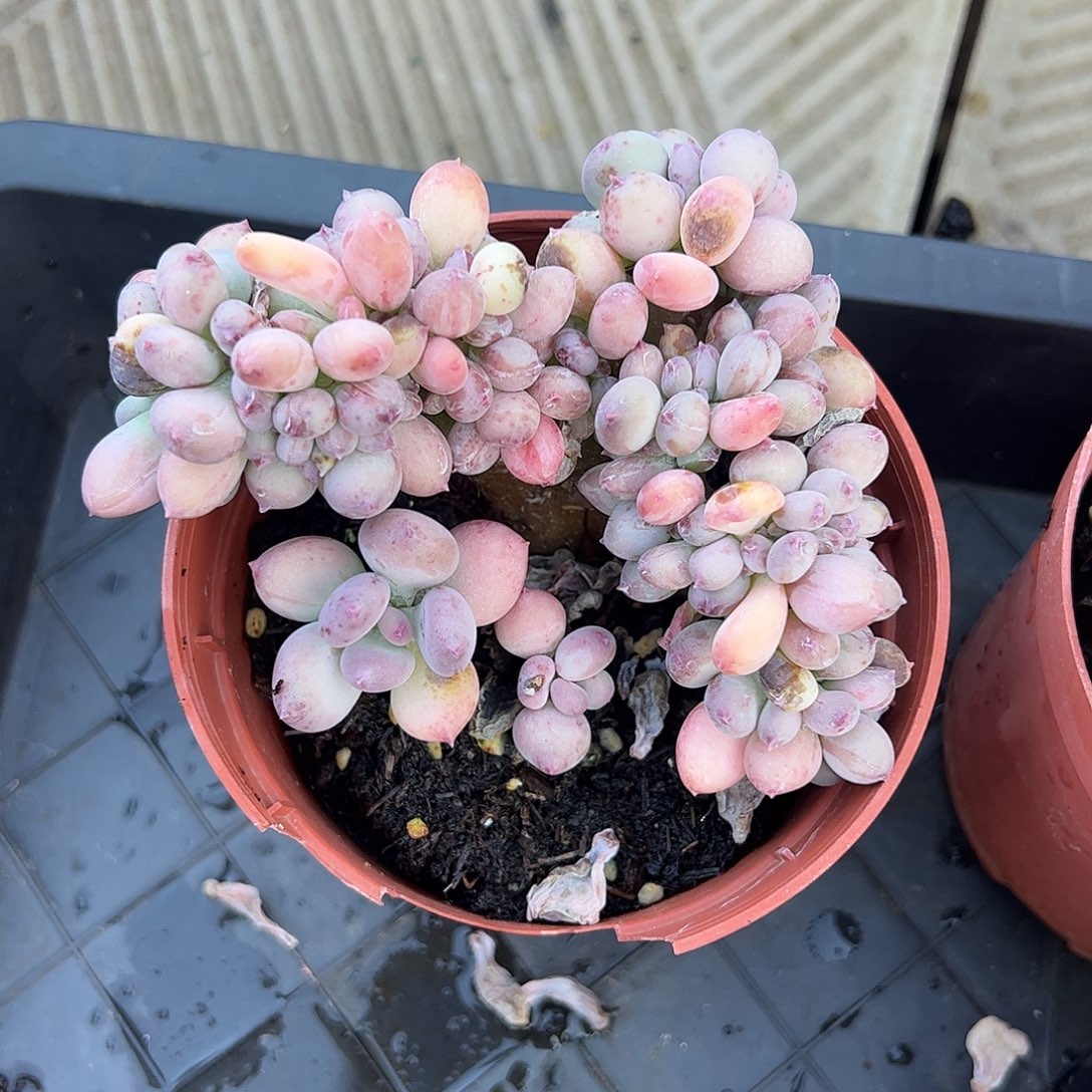 三日月美人缀化上