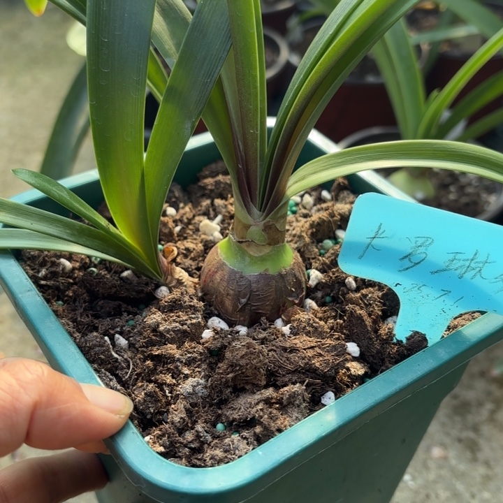 无花朵卡罗琳娜3.5不带盆