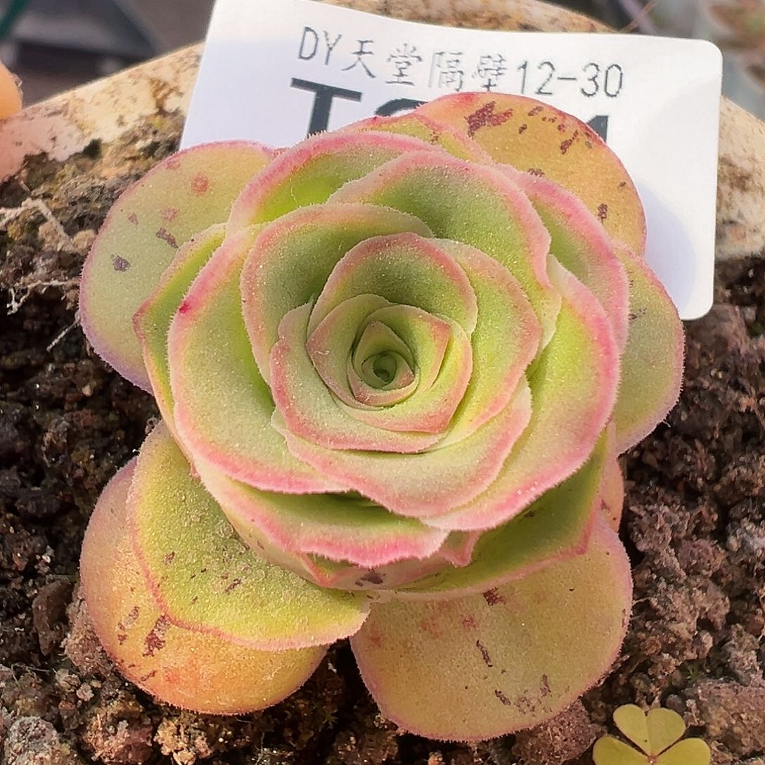 糖糖201 开播福利 花园彩虹之翼x花园各种至爱x花园孤品