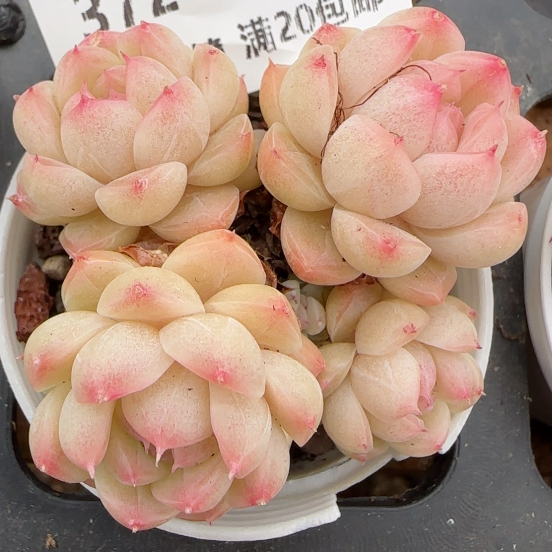 花语逸镜0203-372