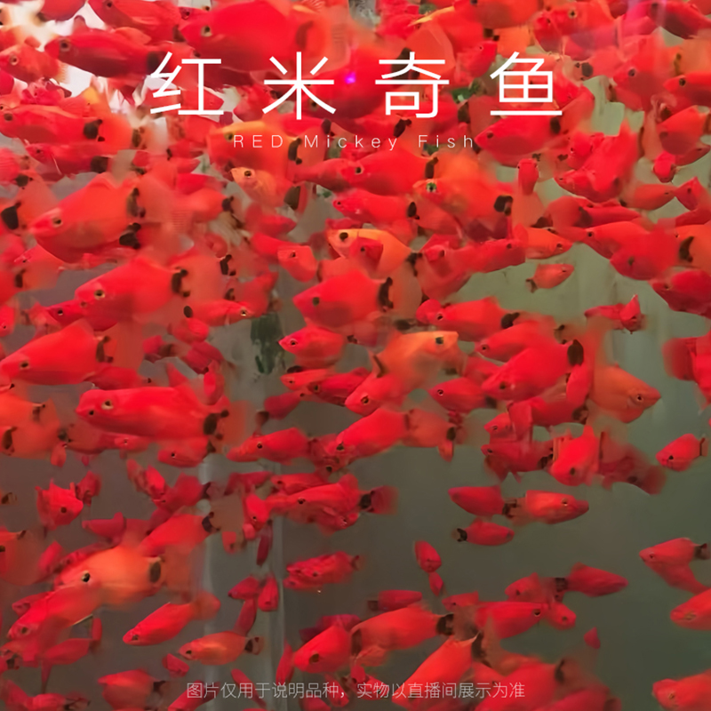 米奇多种小型热带观赏鱼适合新手好养活易饲养