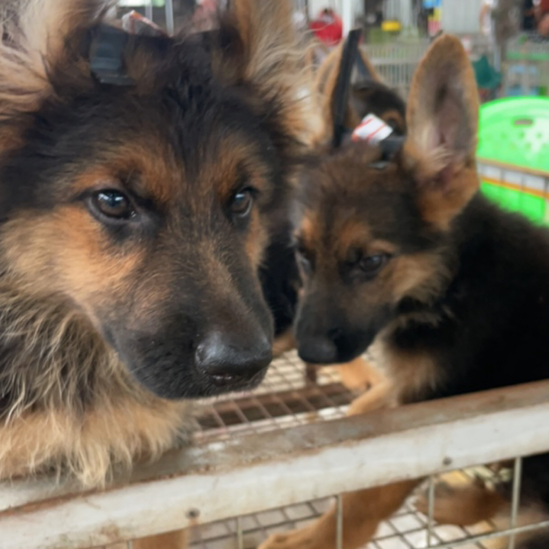 德牧 马犬黑狼 看家护院 保护主人 标本