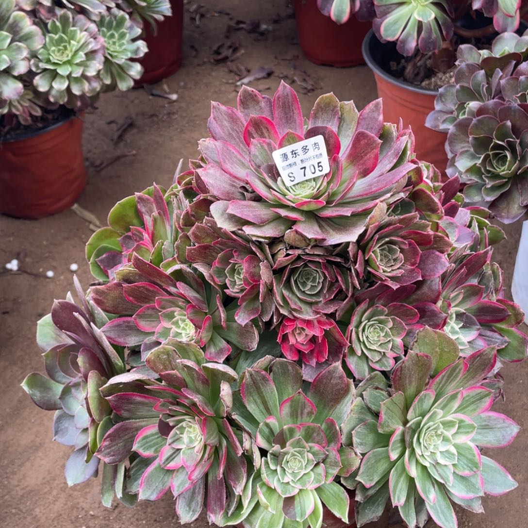 705莲花多肉法师断枝不包