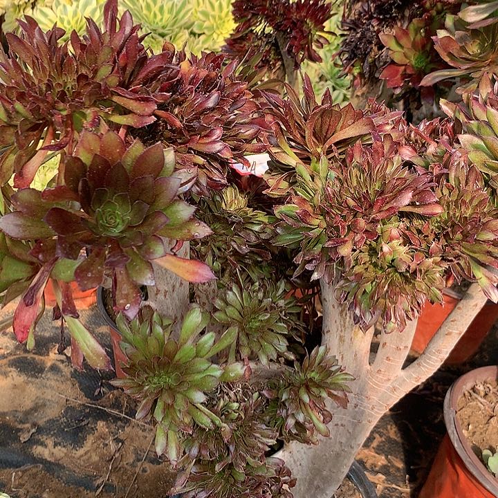 多肉植物灰法缀22号