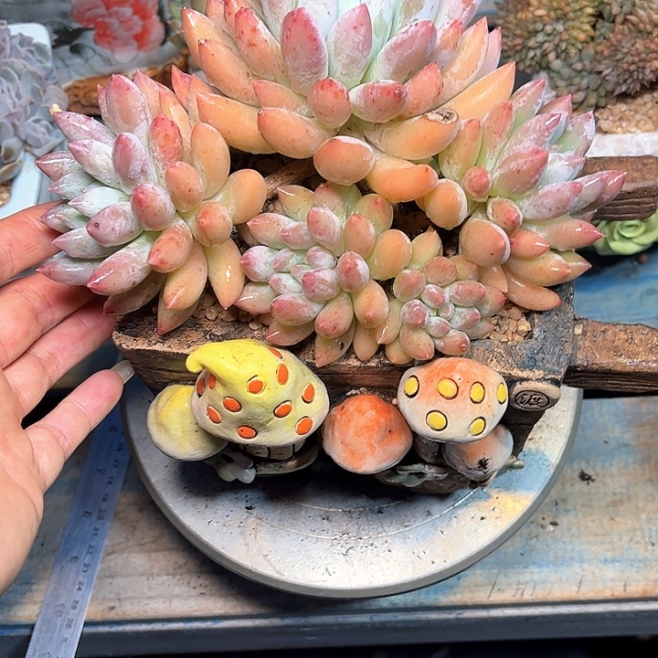 多肉植物一物一拍照