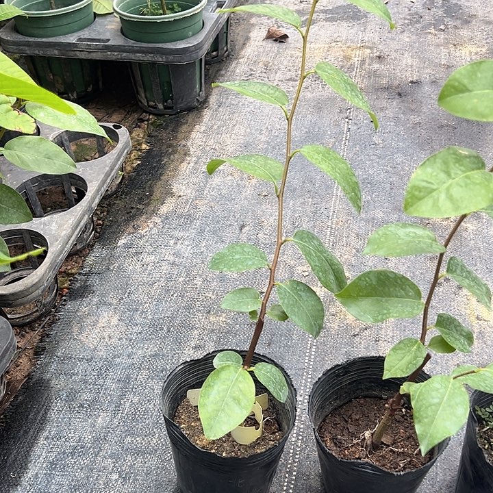 小***.天使13798447885444